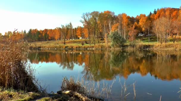 Floresta lago outono dourado — Vídeo de Stock