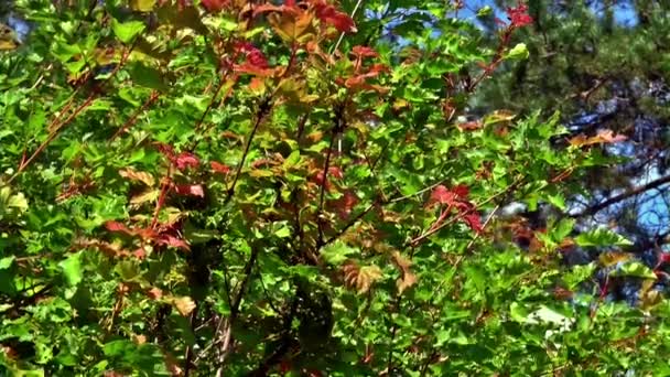 Löv höst bakgrund — Stockvideo