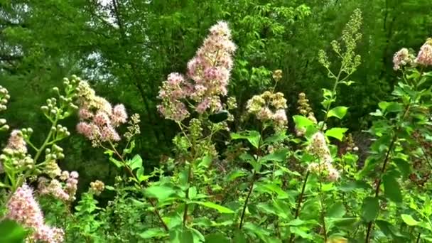 Łąkowej kwiaty chrząszcz lato — Wideo stockowe