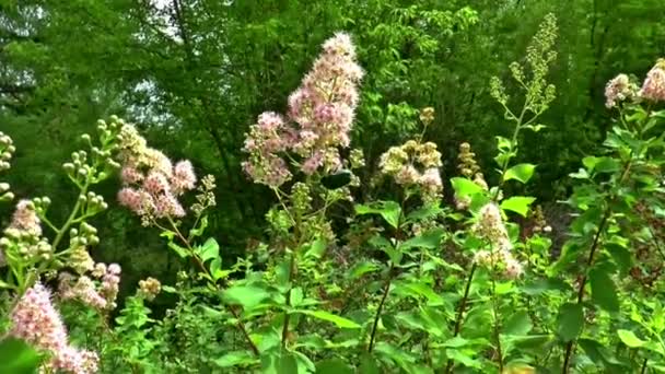 Ängen blommor skalbagge sommar gräs — Stockvideo