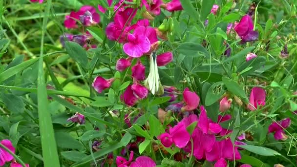 草原の花夏明るい工場 — ストック動画