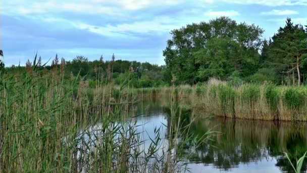 Природа літо сестри озеро річка — стокове відео