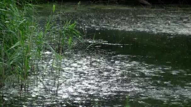 Βροχή στάζει νερό λιμνούλα ρίγος — Αρχείο Βίντεο