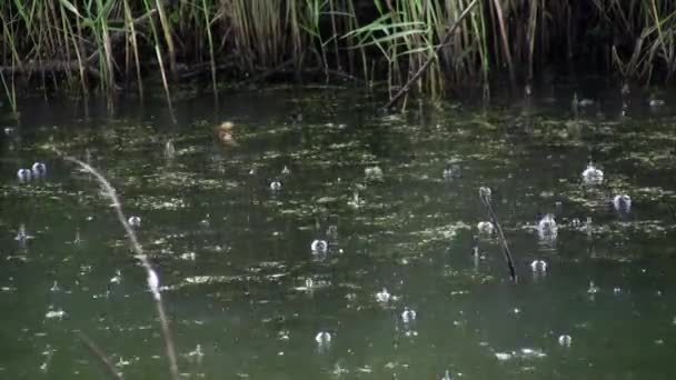 Regndroppe vatten dammen regn grön — Stockvideo