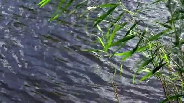 芦苇夏河植物自然 — 图库视频影像