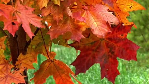 Sheet maple autumn leaf — Stock Video