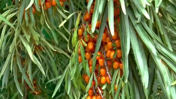 Siberië zee duindoorn plant zomer — Stockvideo