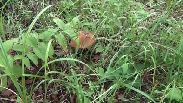 collection de champignons de forêt de sibérie 
