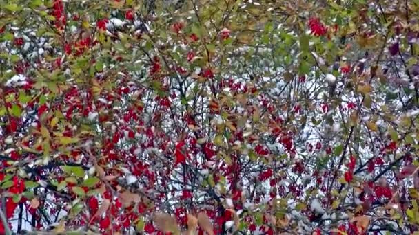 Sneeuwval herfst natuur — Stockvideo