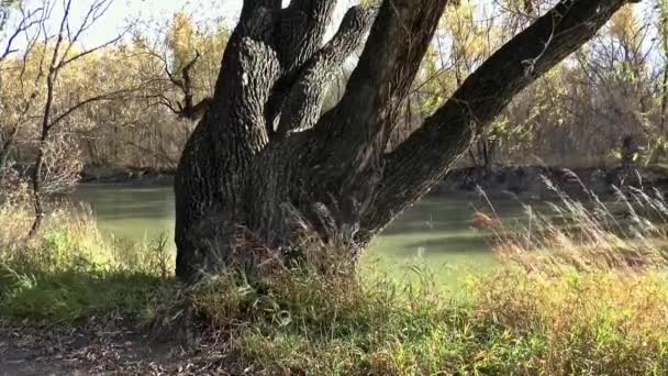 Primavera autunno alberi natura — Video Stock