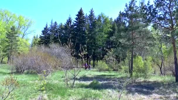 Vår promenad i skogen — Stockvideo