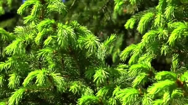 Abeto fondo árbol naturaleza — Vídeos de Stock