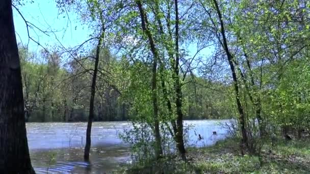 Wiosny rzeką wierzby niebo natura — Wideo stockowe