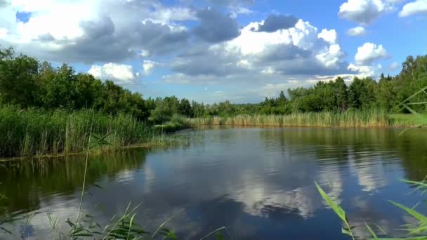 Березі літньої річки — стокове відео