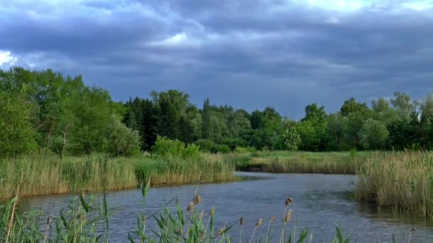 夏季风自然景观 — 图库视频影像