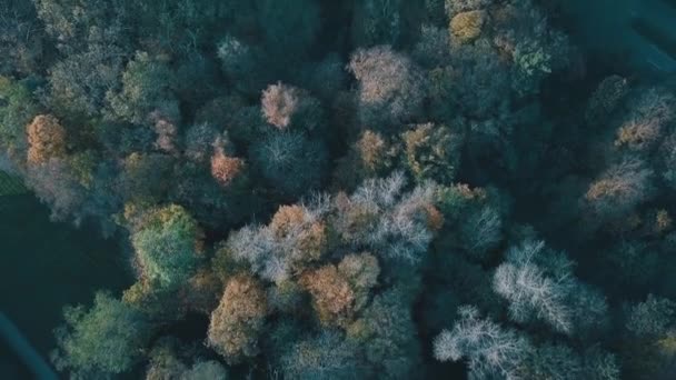 ต้นไม้ ป่า สุสาน โคโลญจน์ — วีดีโอสต็อก