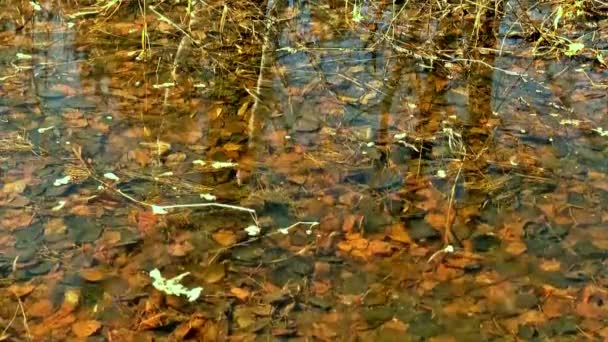 Відображення води осіннє джерело — стокове відео