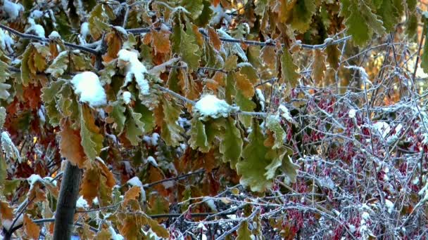 Winter snow leaves berry nature — Stock Video