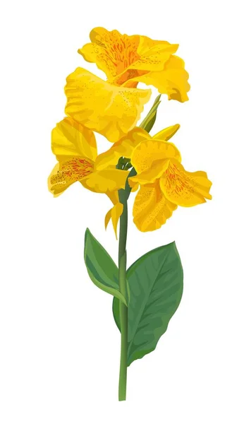 Canna Lilia Żółty Kwiat Izolowane Białym Tle — Wektor stockowy