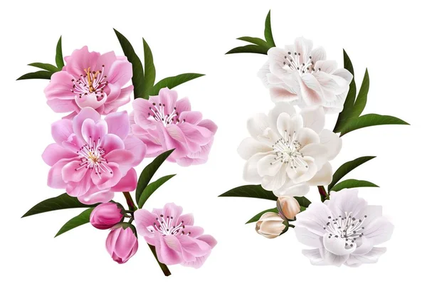 Branch Cheery Blossom Flowers Leaves White Background — 스톡 벡터