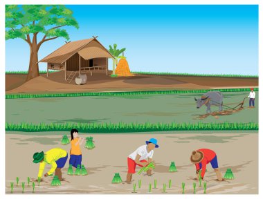 Köyde pirinç yetiştiren çiftçiler.