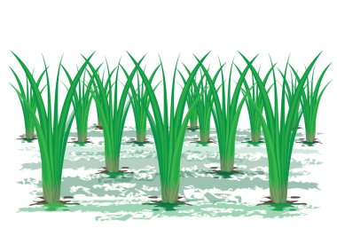 Pirinç bitkisi tasarımı 