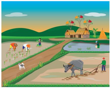 Çiftçi çeltik tarlasını boğayla sürüyor.