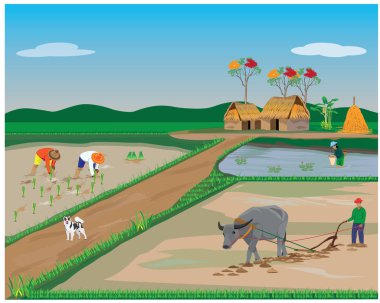 Çiftçi çeltik tarlasını boğayla sürüyor.