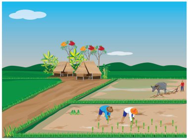 Çiftçi nakli pirinç tohumları çeltik tarlası vektör tasarımında