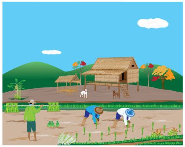 Çiftçi nakli pirinç tohumları çeltik tarlası vektör tasarımında