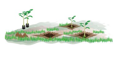 Beyaz arkaplanda büyüyen bitkiler