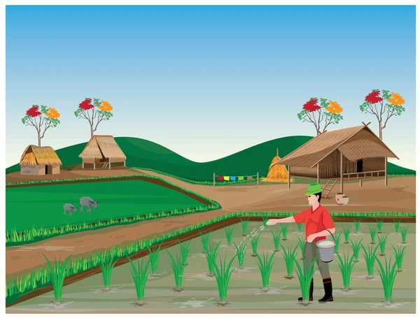 Фермер Выращивающий Рис — стоковый вектор