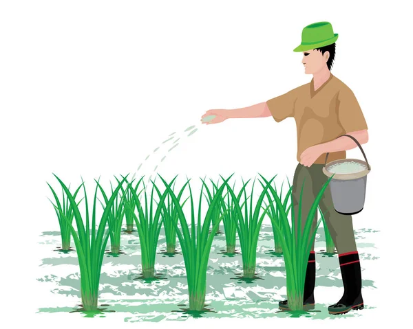 Agriculteur Fumier Plants Riz — Image vectorielle