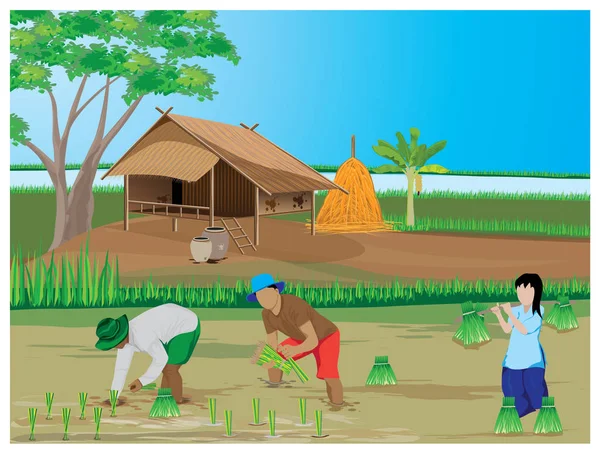 Zemědělci Pěstující Rýži Vesnici — Stockový vektor