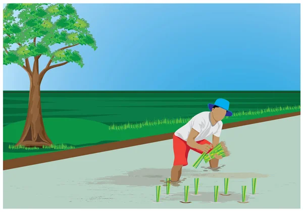 Rolnik Przeszczepiający Siew Ryżu Polach Ryżowych — Wektor stockowy