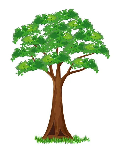 Πράσινο Δέντρο Απομονωμένο Λευκό — Διανυσματικό Αρχείο
