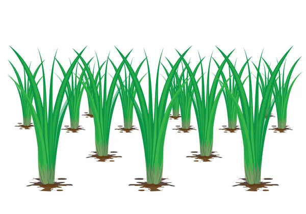 Conception Vectorielle Plante Riz — Image vectorielle