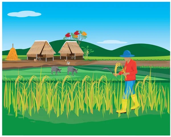 Landbouwer Oogst Rijstplanten Met Haak Het Veld — Stockvector