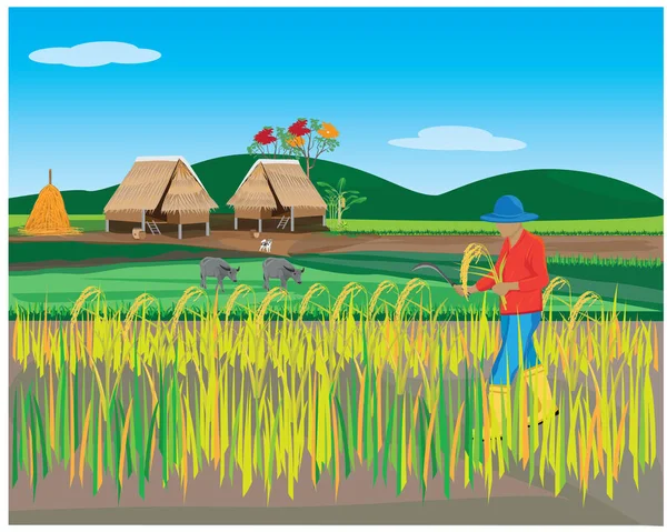 Фермер Збирає Рисові Рослини Гачком Полі — стоковий вектор