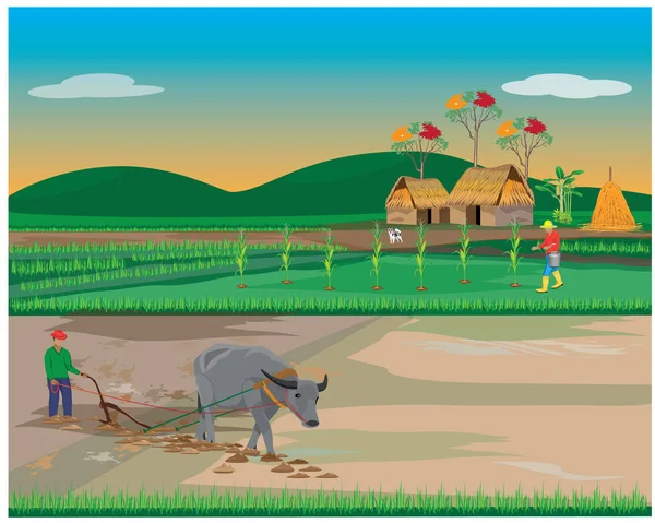 Jordbrukare Plöjning Paddyfält Med Tjur — Stock vektor