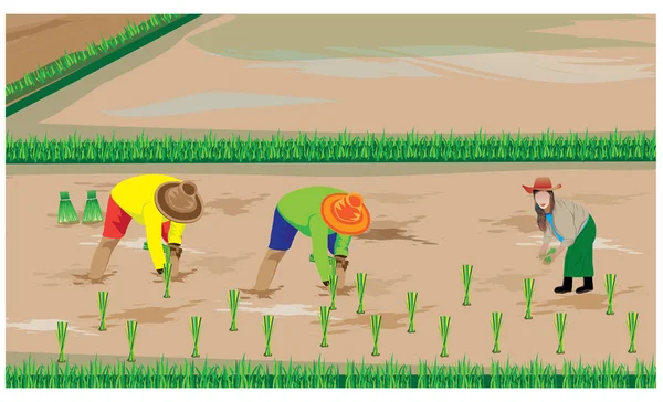 Farmers Cultivating Rice Village — Stock Vector