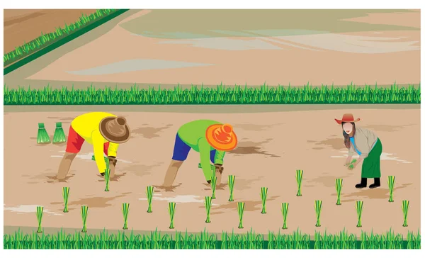 Agricultores Cultivando Arroz Aldea — Vector de stock