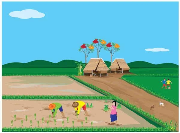 Çiftçi Nakli Pirinç Tohumları Çeltik Tarlası Vektör Tasarımında — Stok Vektör