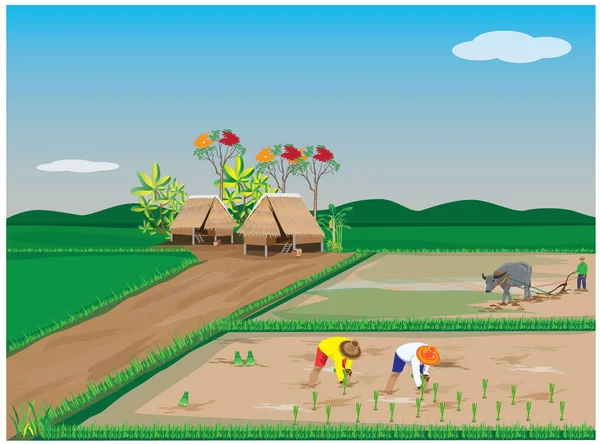 Agriculteur Transplanter Des Semences Riz Dans Conception Vectorielle Rizière — Image vectorielle
