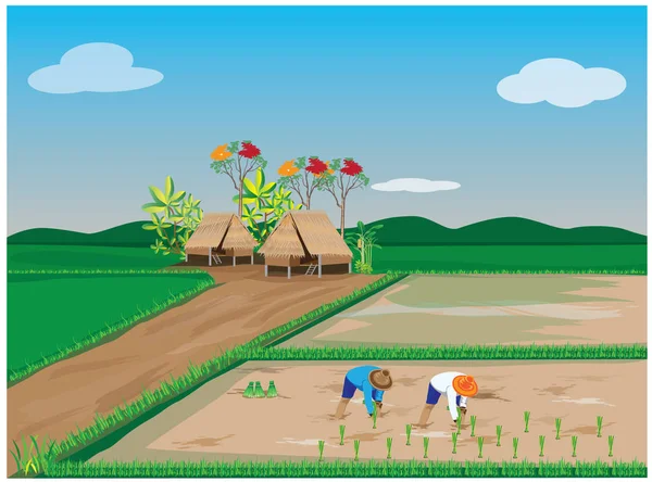 Agriculteur Transplanter Des Semences Riz Dans Conception Vectorielle Rizière — Image vectorielle