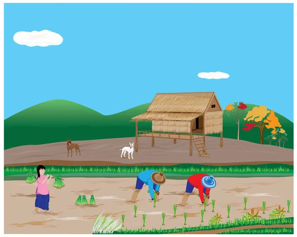 Semeadura Arroz Transplante Agricultor Projeto Vetor Campo Paddy —  Vetores de Stock