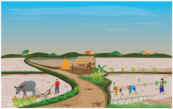 Jordbrukare Plöjning Paddyfält Med Tjur — Stock vektor