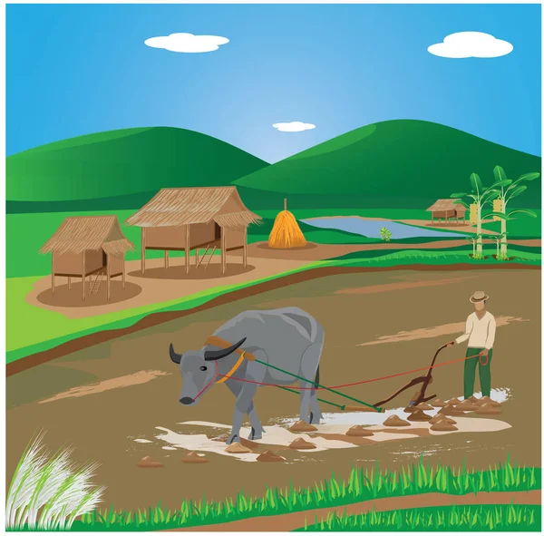Agriculteur Labourant Rizière Avec Taureau — Image vectorielle