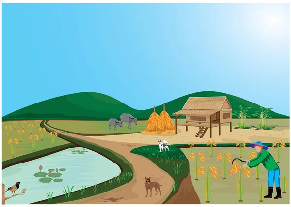 Урожай Риса Дизайне Рисовых Полей — стоковый вектор