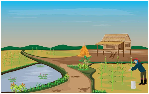 Agriculteur Récolte Riz Dans Rizière — Image vectorielle